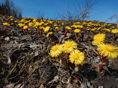 Bahar çiçekleri dağ Shoria