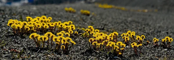 Spring flowers Mountain Shoria — Stock Photo, Image