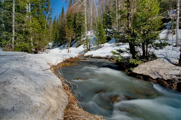 Lente in de taiga van berg Sjor — Stockfoto