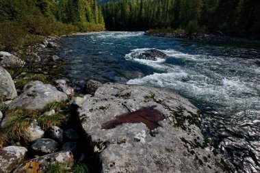 Sibirya dağ nehirler güzelliği