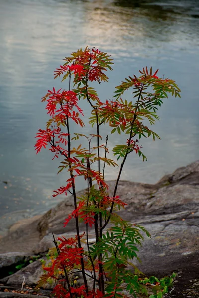 La beauté des rivières de montagne de Sibérie — Photo