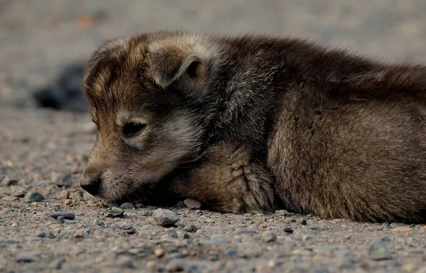 Infancia descuidada de cachorritos — Foto de Stock