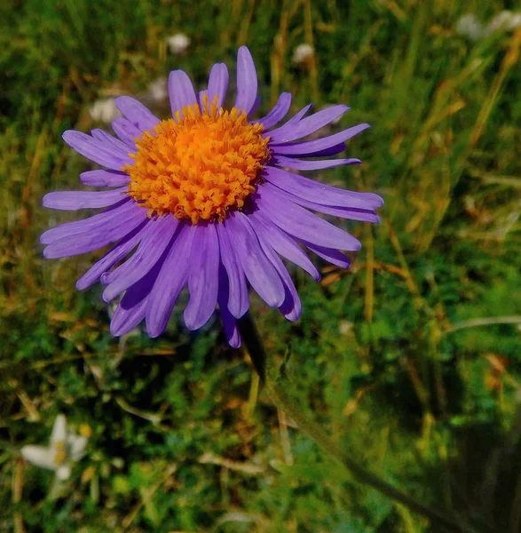 Flowers Of Mountain Altai — Stock Photo, Image