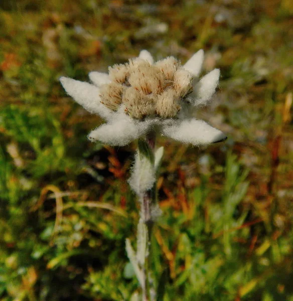 Bloemen van berg Altaj. Edelweiss — Stockfoto