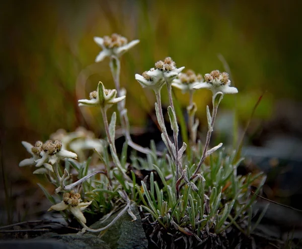Flores de montaña Altai. Edelweiss. — Foto de Stock