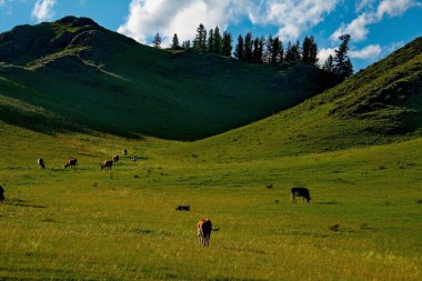 Altay Dağları ücretsiz çayırlar üzerinde