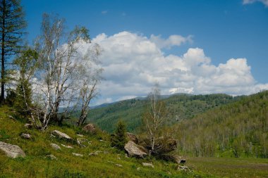 Yaz aylarında Altay Dağları