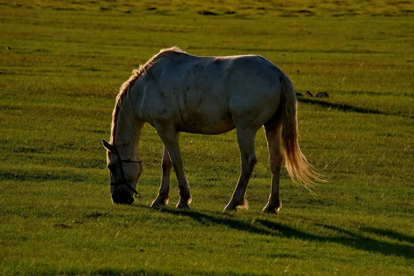 On the free meadows of the Altai Mountains — Stock Photo, Image