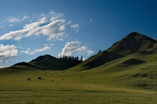 Verano en las montañas de Altai — Foto de Stock