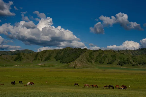 Лето в горах Алтая — стоковое фото