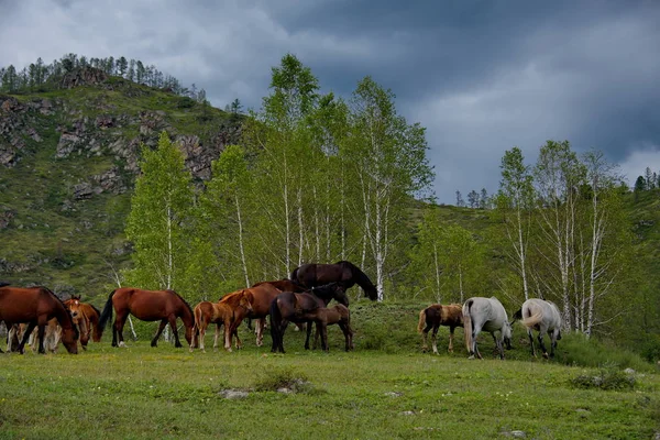 Auf den freien Wiesen des Altai — Stockfoto