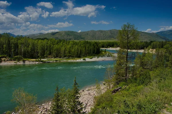 Vara pe râul Katun — Fotografie, imagine de stoc