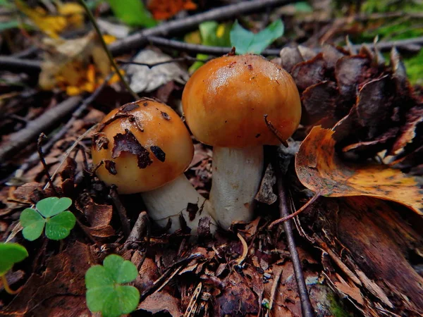 stock image Hunting for mushrooms