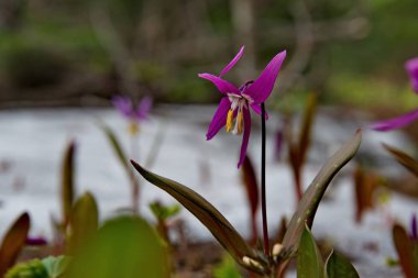 Dağ Altay bahar çiçekleri