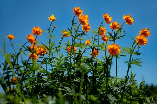 Flores da primavera na Montanha Altai — Fotografia de Stock