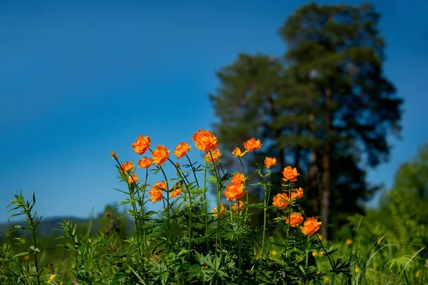 Flores da primavera na Montanha Altai — Fotografia de Stock