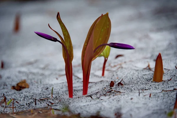 Fleurs de printemps dans la montagne Altaï — Photo