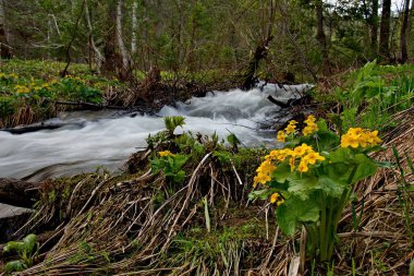 Altay dağlarında bahar