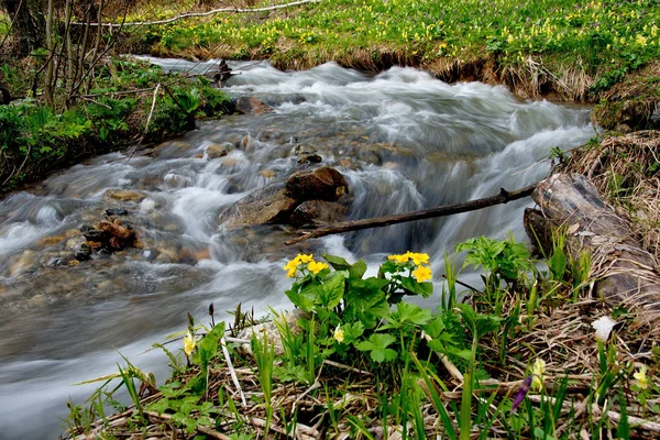 Frühling im Altai — Stockfoto