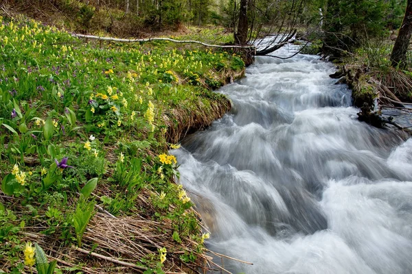 Весна в горах Алтая — стоковое фото
