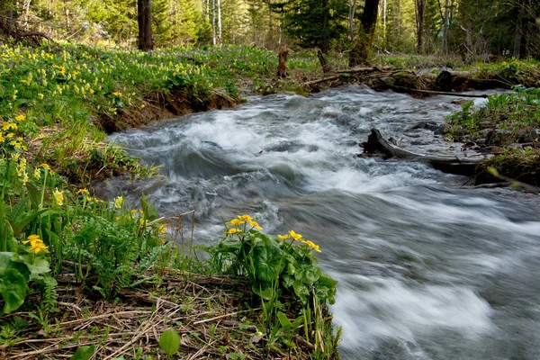 Frühling im Altai — Stockfoto