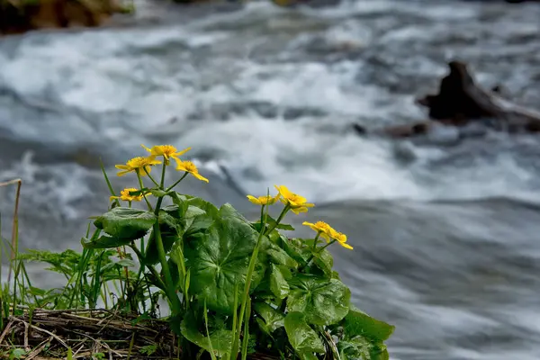 Frühling im Altai — Stockfoto