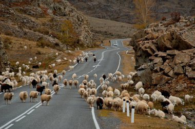 Altay Dağları sonbaharda