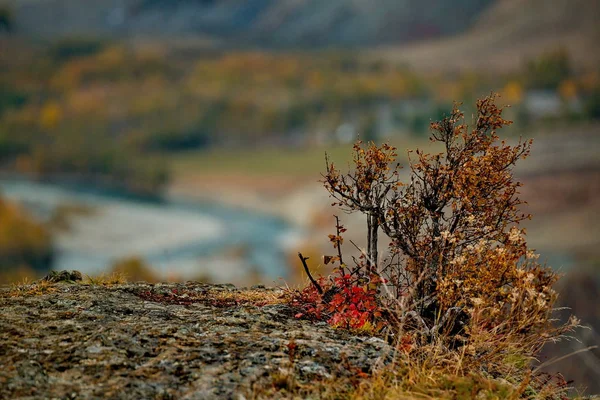 Autumn in the Altai Mountains — Stock Photo, Image