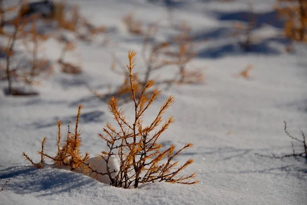 Höst i Altajbergen — Stockfoto