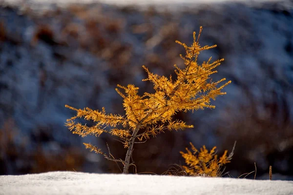 Automne dans les montagnes de l'Altaï — Photo