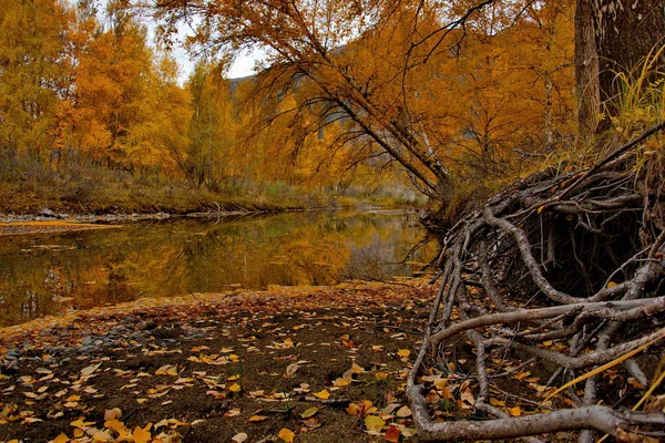 Осінь у гори Алтай — стокове фото