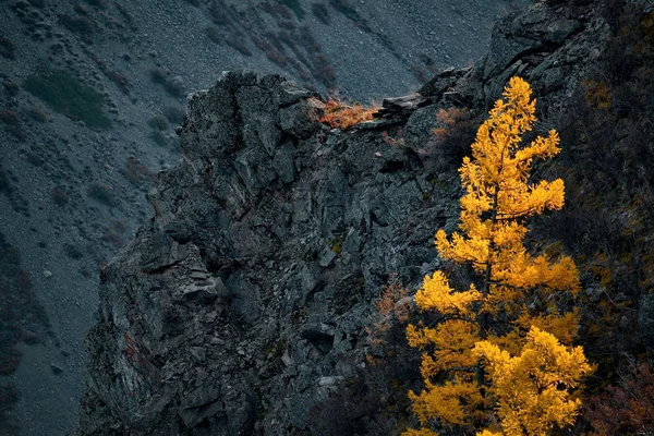 Осень в горах Алтая — стоковое фото