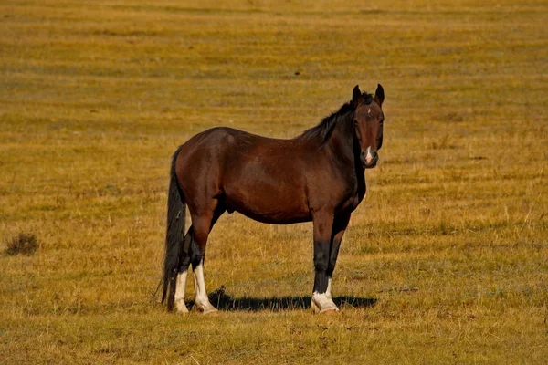 Cavalos nos prados livres das montanhas Altai — Fotografia de Stock
