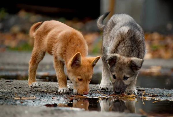 Infancia descuidada de cachorritos — Foto de Stock