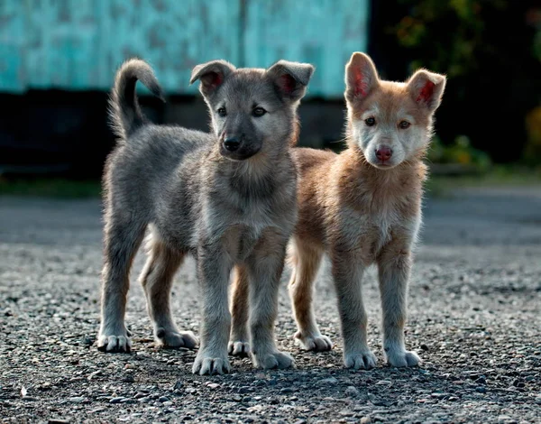 Infancia descuidada de cachorritos — Foto de Stock