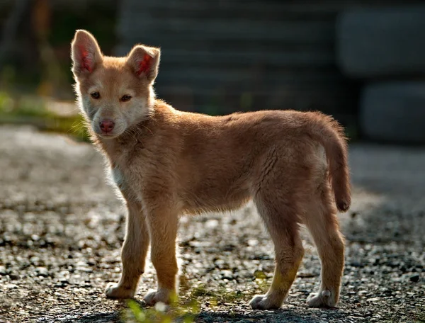 Infancia descuidada de cachorritos — Foto de Stock