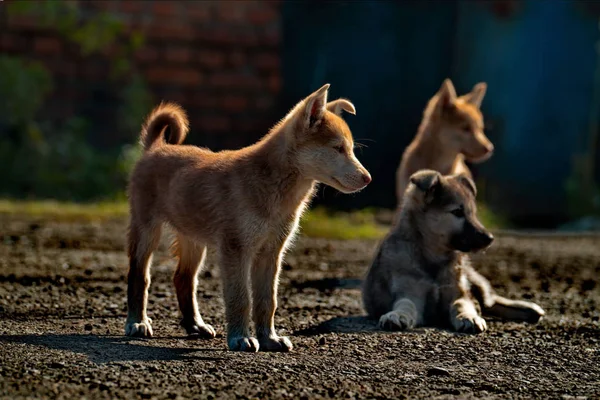 Infancia descuidada de cachorritos —  Fotos de Stock