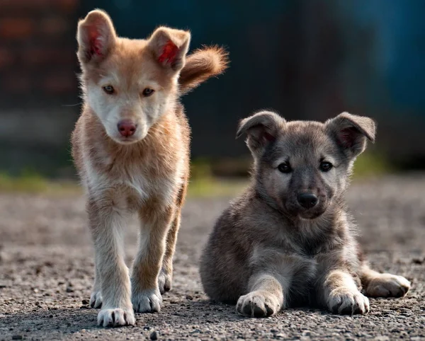 Infanzia distratta di cuccioli piccoli — Foto Stock