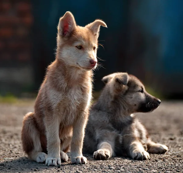 Infanzia distratta di cuccioli piccoli — Foto Stock