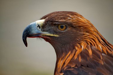 Altay Dağları'nın Raptors