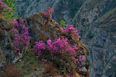 Altay Dağları'nın bahar çiçekleri. Ormangülü