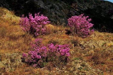 Altay Dağları'nın bahar çiçekleri. Ormangülü