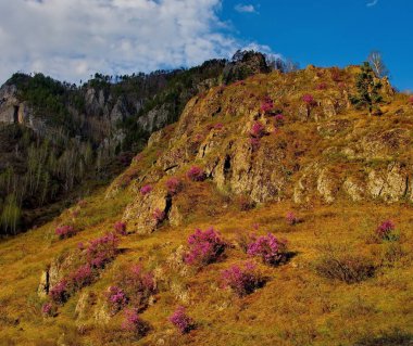 Rusya. Güney Batı Sibirya, Altay Dağları'nın bahar çiçekleri. Ormangülü