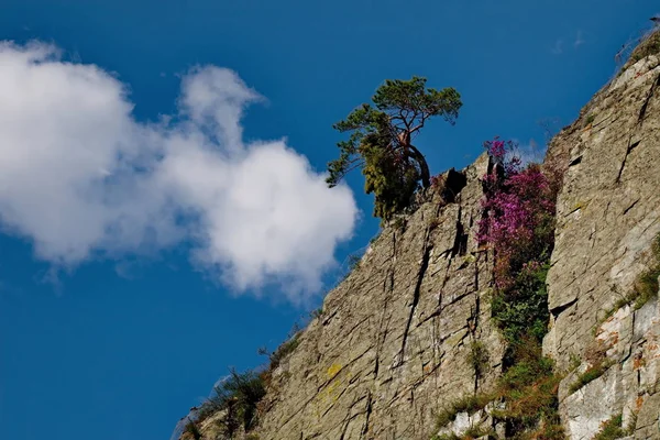 Россия Западной Сибири Весенние Цветы Алтайских Гор Рододендрон — стоковое фото