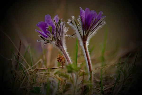Flores de primavera en la montaña Altai — Foto de Stock