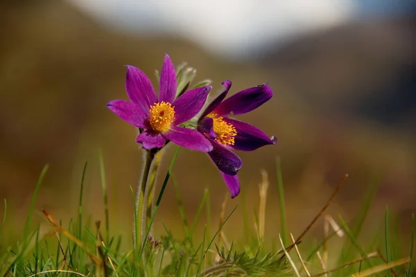 Ryssland Den Södra Västra Sibirien Vårblommor Mountain Altai — Stockfoto