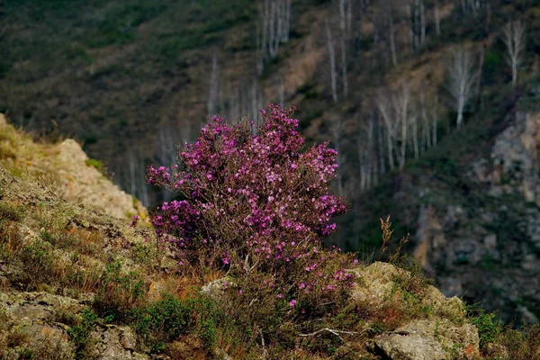ロシア 南の西シベリア アルタイ山の春の花 シャクナゲ — ストック写真