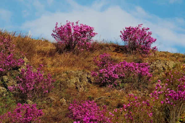 ロシア 南の西シベリア アルタイ山の春の花 シャクナゲ — ストック写真
