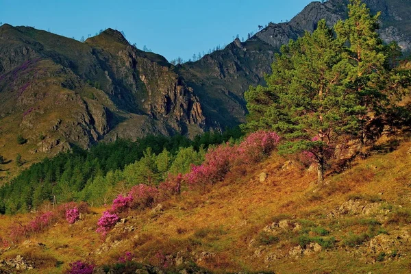 Russia. The South Of Western Siberia, Spring flowers of the Altai mountains. Rhododendron