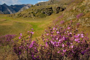 Rusya. Güney Batı Sibirya, Altay Dağları'nın bahar çiçekleri. Ormangülü